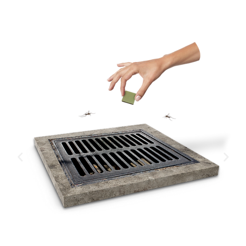 Traitement des larves de moustiques avec les tablettes Inzecto