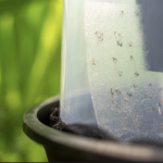 fiches autocollantes pour piège à femelles moustiques Bg-Gat Biogents