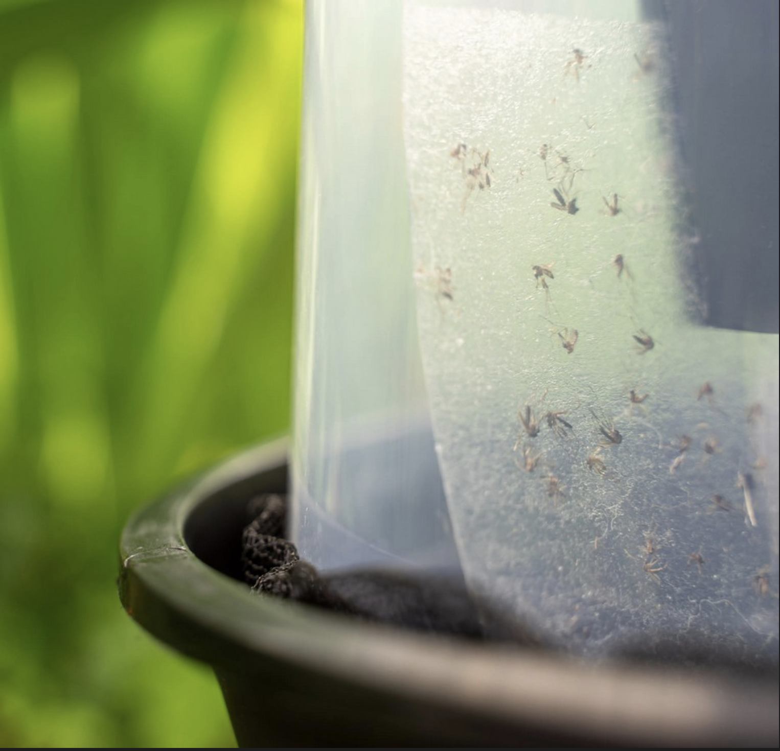 fiches autocollantes pour piège à femelles moustiques Bg-Gat Biogents