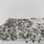 Résultat de capture des plaques autocollantes pour piège pondoir Bg-gat