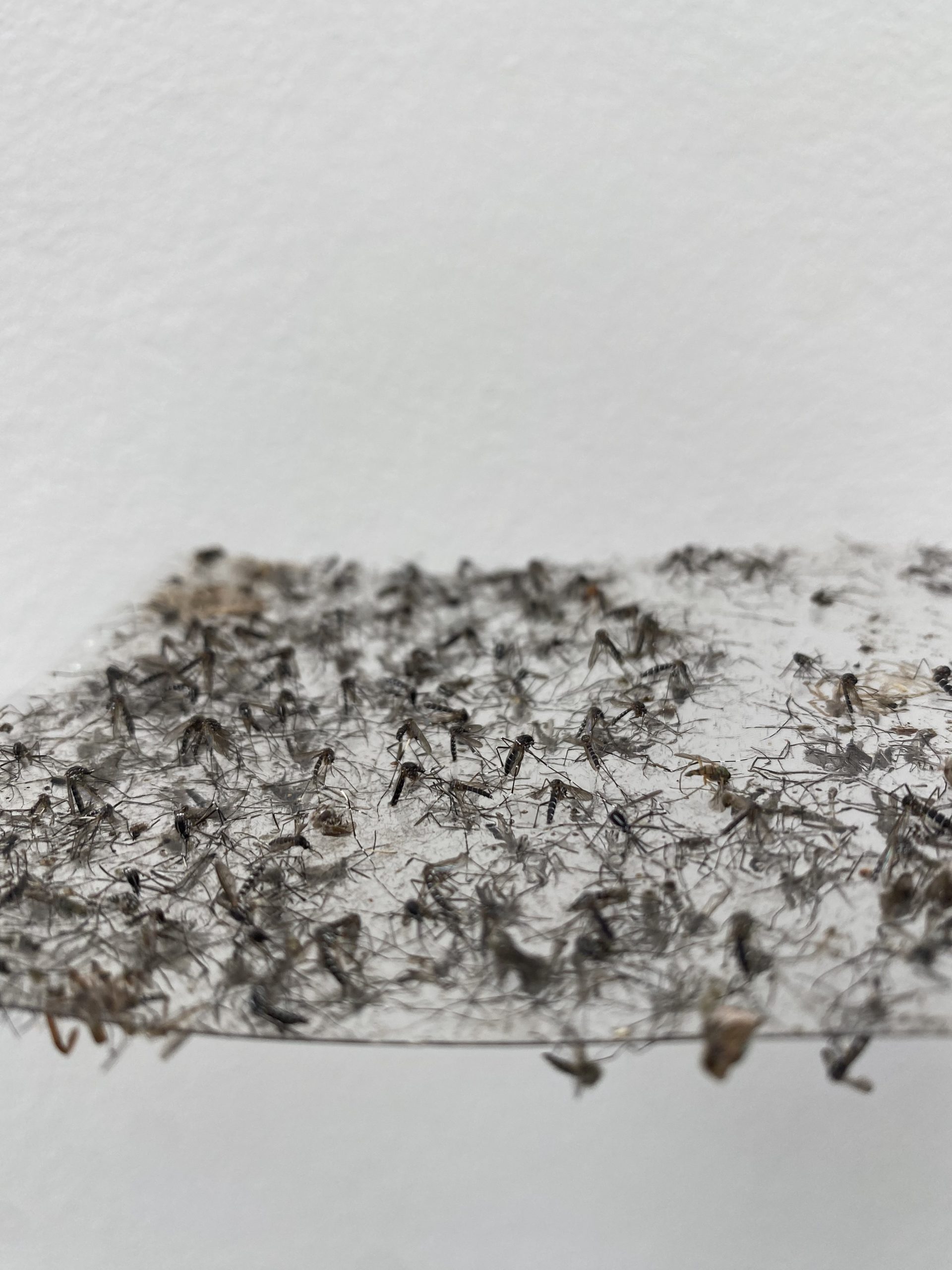 Résultat de capture des plaques autocollantes pour piège pondoir Bg-gat